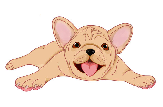 Baby French bulldog lies. Illustration of a bulldog puppy. The dog is playing.
