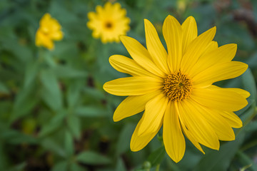 Yellow daisy against blurred green background