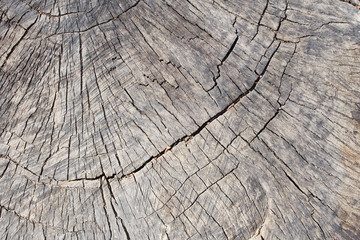 Fototapeta premium Natural wooden background