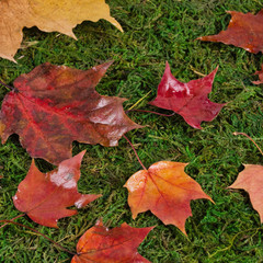 Close-up of maple leaves on green grass.