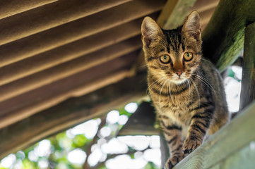A housecat sitting on a timber of a treehouse © nordantin