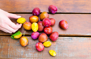 ripe red and yellow plums, hand takes one thing, top view, on wooden dark boards, selective focus, close-up