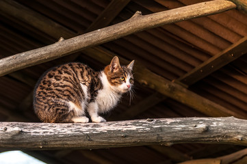 A housecat sitting on a timber of a treehouse © nordantin