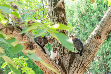 Housecats sitting on a tree on a sunny day.
