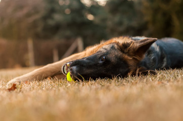 A junior german shepherd dog resting and playing with a ball in a backyard
