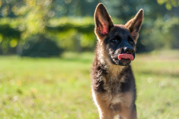 Portrait of a german shepherd puppy with tongues out.