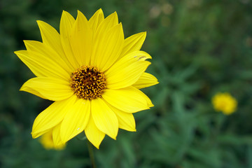 gelbe Blume (Topinambur) vor grüner Wiese