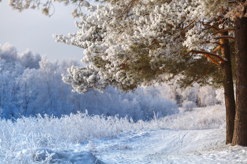 Winter forest in frost on a frosty day