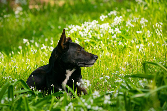 El perro y la primavera 1