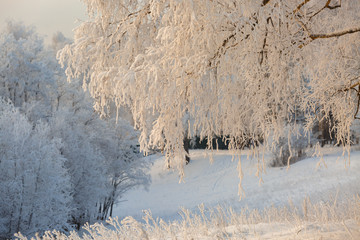 Winter forest in frost on a frosty day