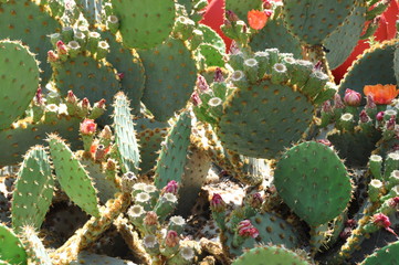 Cactos floridos . Plantas suculentas - 294504064