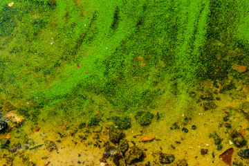 Green algae pollution on the water surface. Ecological concept