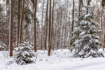 Fototapeta premium Ate in the forest covered with snow