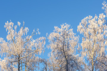 Branches of trees in frost on the background of sky