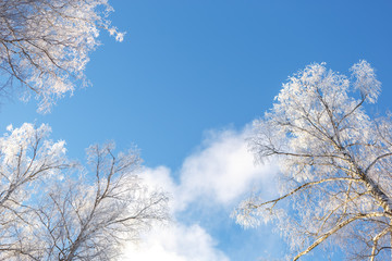 Branches of trees in frost on the background of sky