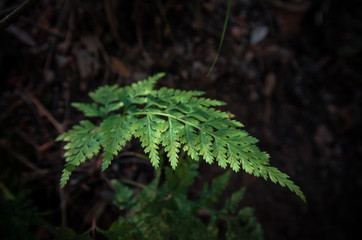 Hojas verdes en el bosque
