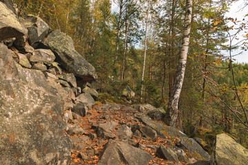 dramatic moody birch highland forest of north European mountain scenery landscape nature reservation space environment in autumn cold season time 
