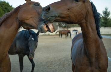 aggressive two horses playing battle expression of farming animal portrait 