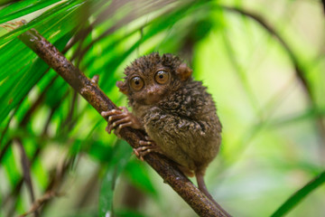 A small tarsier hides from the rain under a palm leaf © nitka_zaplatana