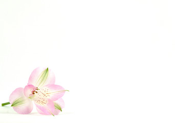 Fototapeta na wymiar feminine pink flower content creation lower left