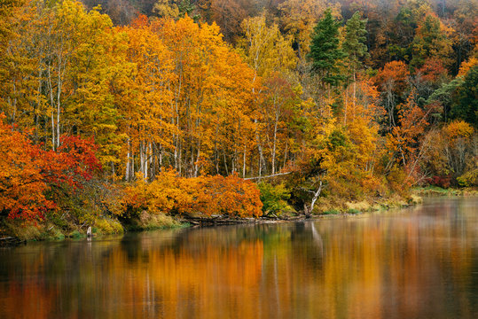 Thick colourful forest and river Gauja in autumn season in Gauja National Park, Sigulda, Latvia.