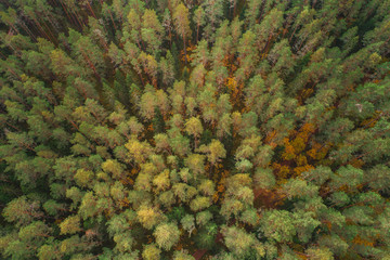 Aerial view of thick forest in colourful autumn season in Gauja National Park, latvia.