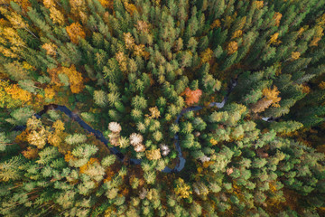 Aerial view of thick forest in colourful autumn with a small river cutting through.