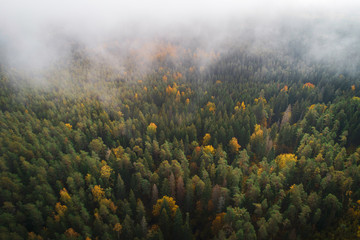 Aerial view of forest during autumn season with foggy sky.