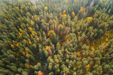 Naklejka na ściany i meble Aerial view of thick forest in colourful autumn with a small river cutting through.