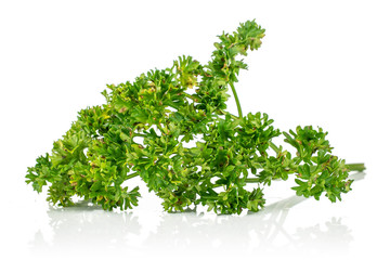 One whole light fresh green parsley front focus isolated on white background