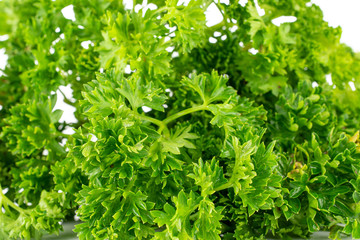 Lot of whole fresh green parsley isolated on white background