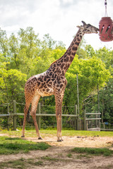 Giraffe Feeding