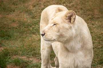Obraz na płótnie Canvas White Lioness in a Zoo