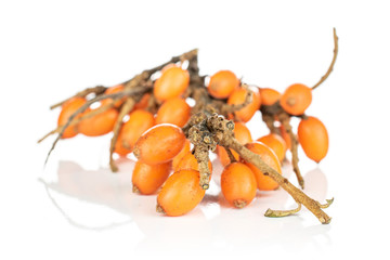 Lot of whole fresh ripe orange sea buckthorn berry isolated on white background