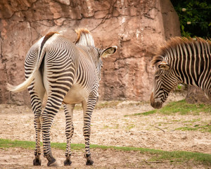 Fototapeta na wymiar Two Zebras in a Zoo