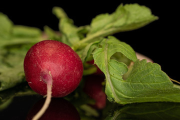 One whole fresh red radish isolated on black glass