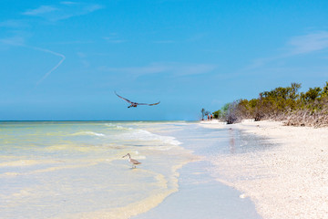 A bird flying over a tropical beach in Florida. - 294508048