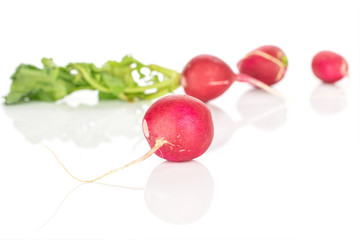 Group of four whole fresh red radish isolated on white background