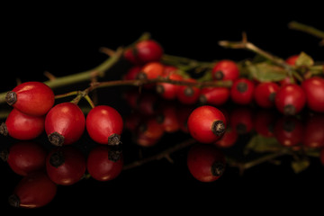 Lot of whole bright fresh red rosehip cluster isolated on black glass