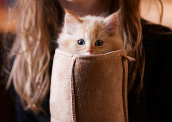 Kitten in a boot