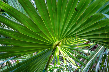 An abstract photo of a palm tree leaf in a tropical forest.  - 294508445