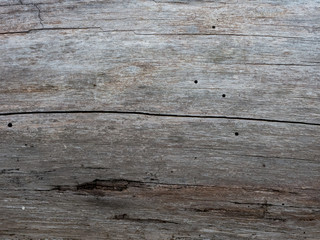 Gray Weathered Wood Log Close-up
