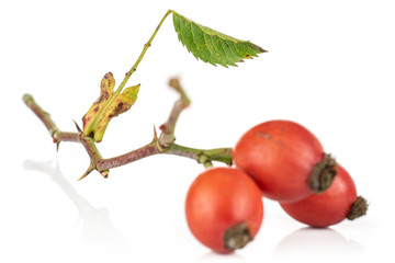 Group of three whole fresh red rosehip isolated on white background