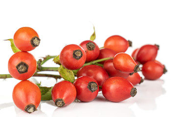 Lot of whole bright fresh red rosehip cluster isolated on white background