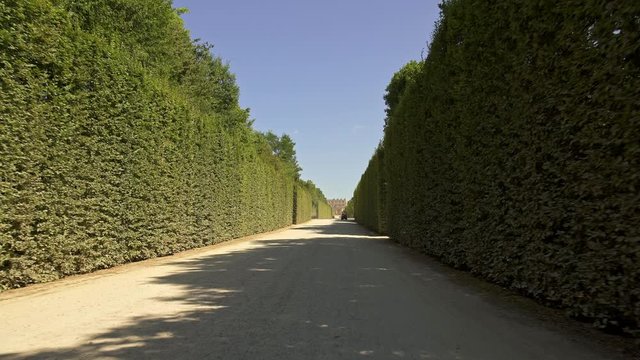 Low angle handheld tracking dolly shot between bushes in Versailles gardens alley at sunny day in spring