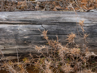 Gray Dried Log In Weeds Texture Background