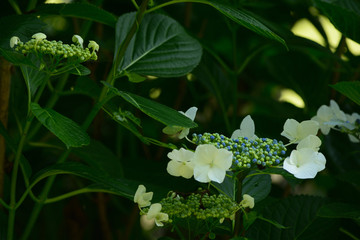 Flowers of hydrangea bloom in rainy season of Japan.