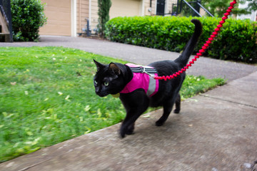 A black cat on a leash wearing a  pink vest harness,  quickly walking down a sidewalk - Powered by Adobe
