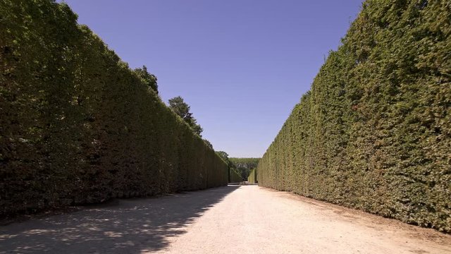 Low angle handheld tracking dolly shot in Versailles gardens alley at sunny day in spring