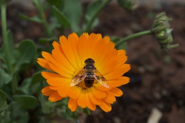 honey bee on a bright orange Calendula flower